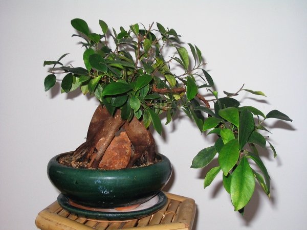 Ficus ginseng
<br />ist etwas gelb, war von Spinnmilben befallen
