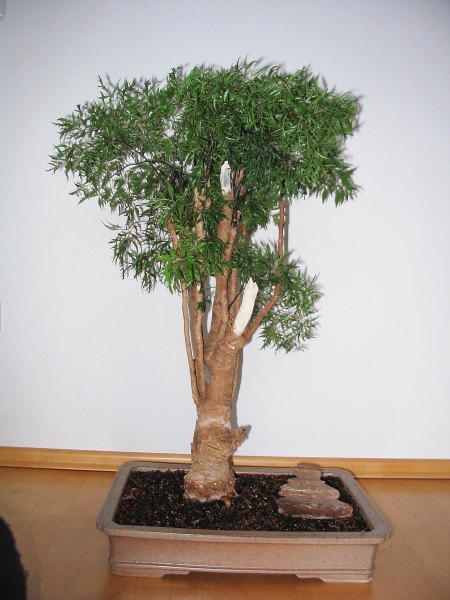 Fiederaralie (Polyscias ficifolia)