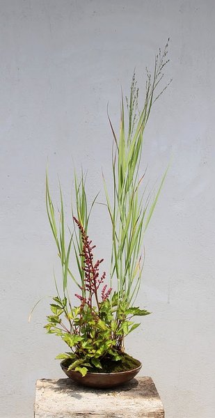 Panicum virgatum + Astilbe chinensis