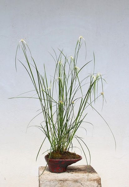 Rhynchospora colorata