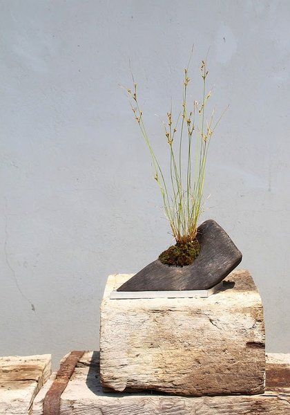 Juncus effusus