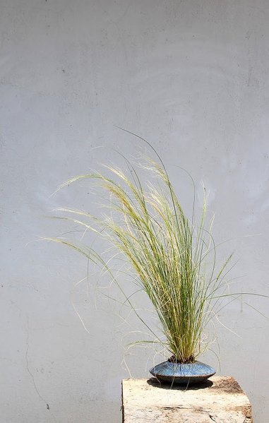 Stipa tennissima