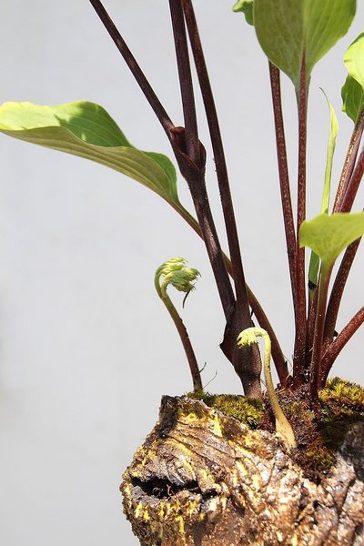 Hosta