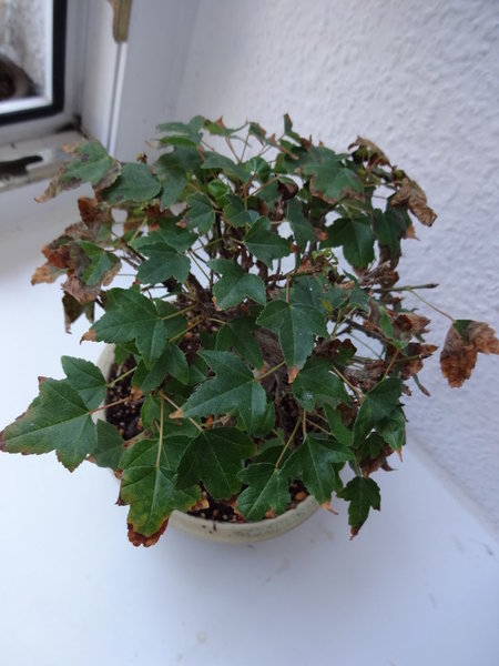 DSC01087.JPG