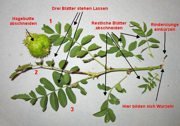 Rosen Steckling schneiden.jpg