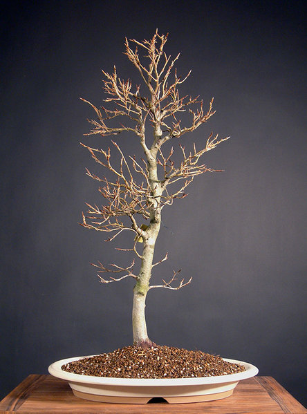 Dez. 2008