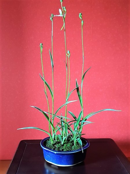 Vogelblume 'habenaria radiata'