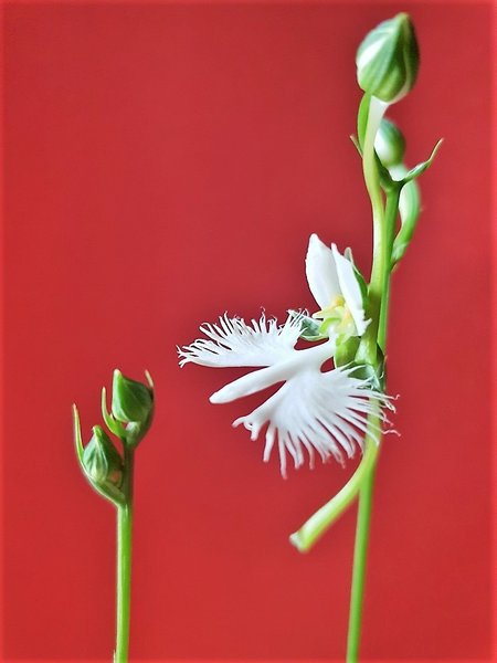 Reiherblume_3_1000x1000_210KB.jpg