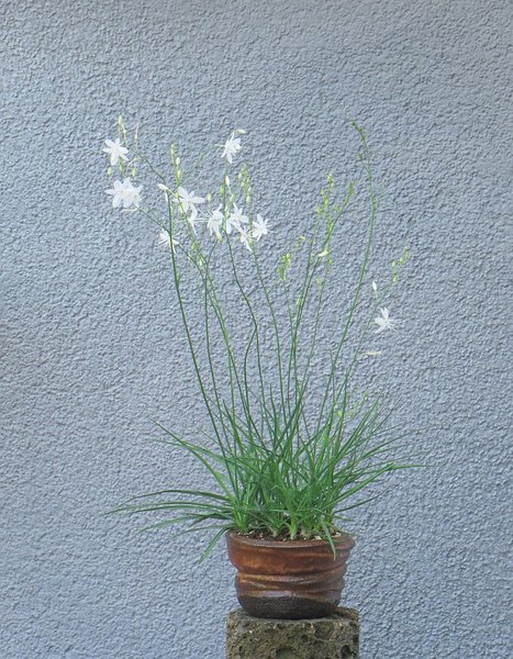 Graslilie - Kopie.jpg