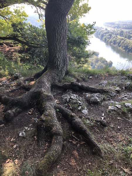 2018-08-05 09.28.25.jpg