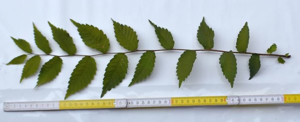 Zelkova serrata langer Jahrestrieb 2018.jpg