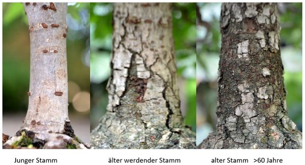 Zelkova mit Legende2.jpg