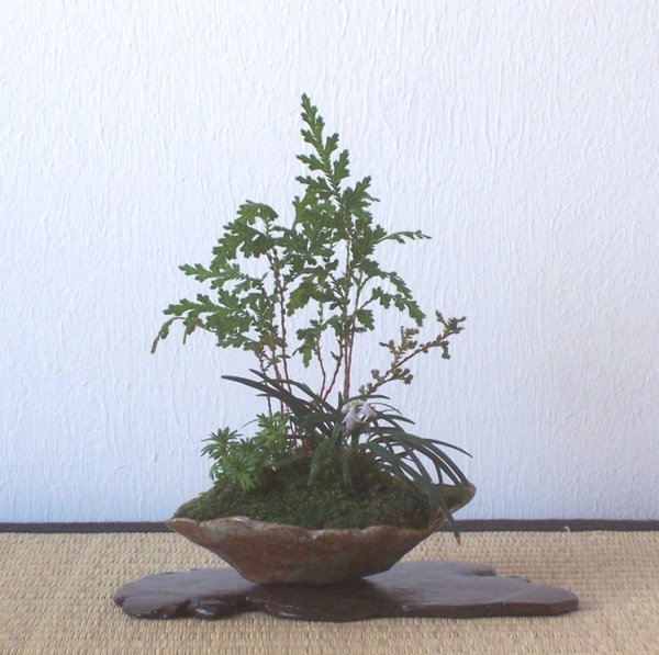 Blüten geöffnet.jpg
