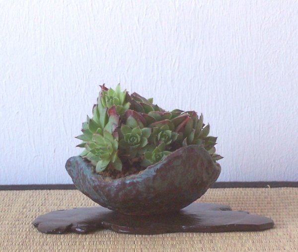 Sempervivum.jpg