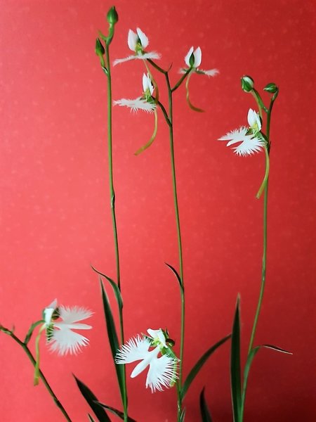 Bild1_Habenaria_1000x1000_210KB.jpg
