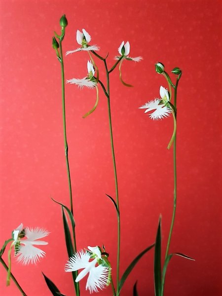 Bild2_Habenaria_1000x1000_210KB.jpg