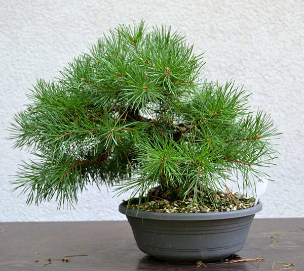 Baum 1vorher