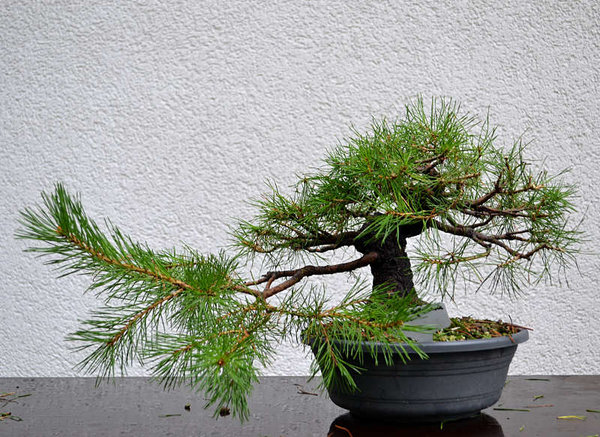 Baum 4