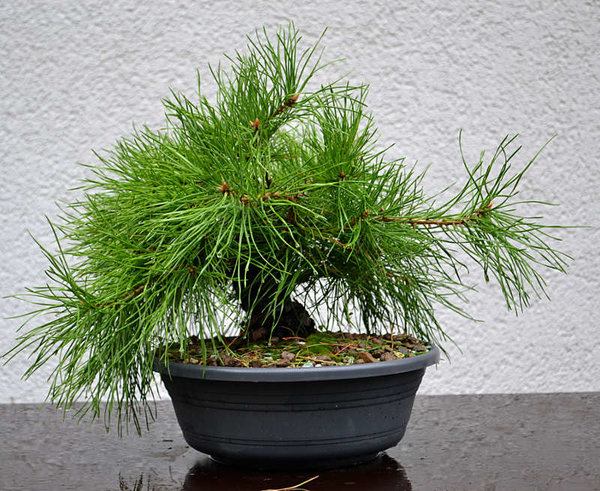 Baum 2 vorher
