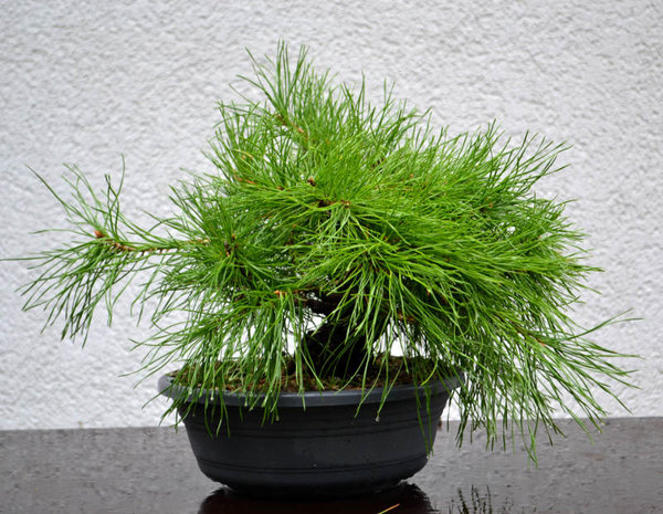 Baum2 vorher