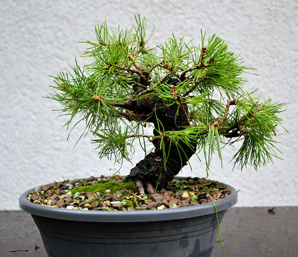 Baum2