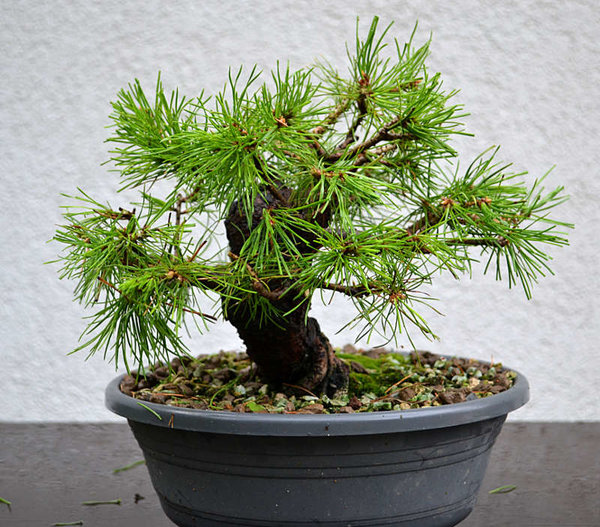 Baum2