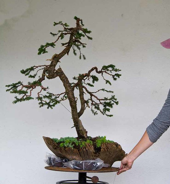 TSA_3838w.jpg