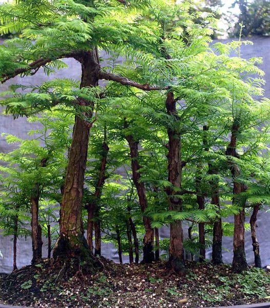 Detail ...so sieht man den Wald, wenn man drin steht...