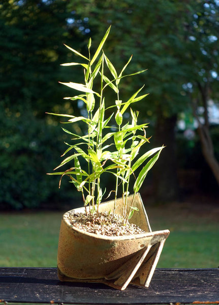 Plattährengras Chasmanthium latifolium<br />Schale HH