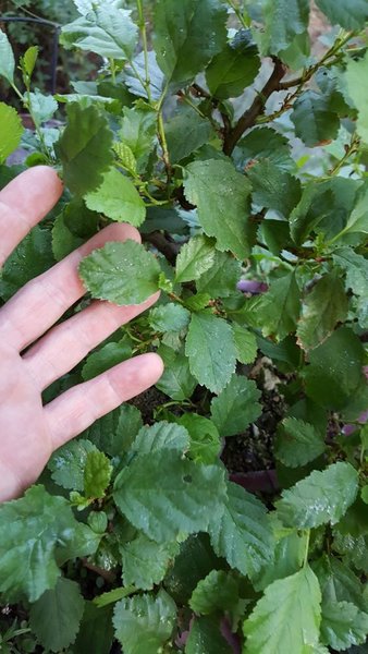 20180818_201918.jpg