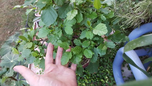 20180818_201929.jpg