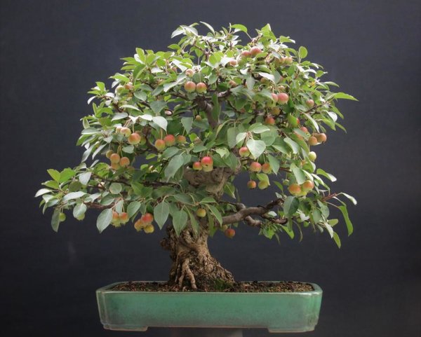 _Malus 18.8.2018.JPG