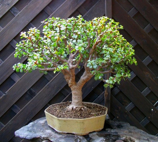 Höhe ca 45 cm