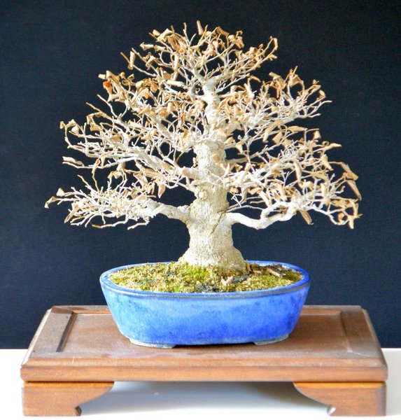 Trockenschaden Celtis 8 18.jpg