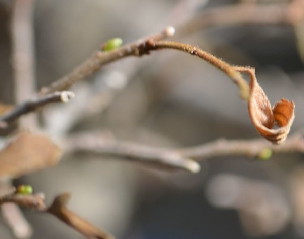 Trockenschaden Celtis Knospen II 8 18.jpg
