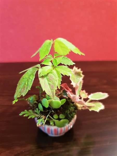 Wilderwein, Pyrrosia, Saxif. Tricolor, Selaginella - D=2,5 cm