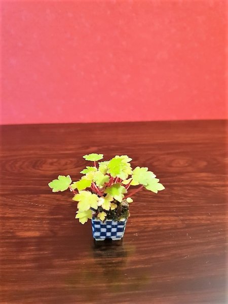 Saxifraga - H=1,5 cm