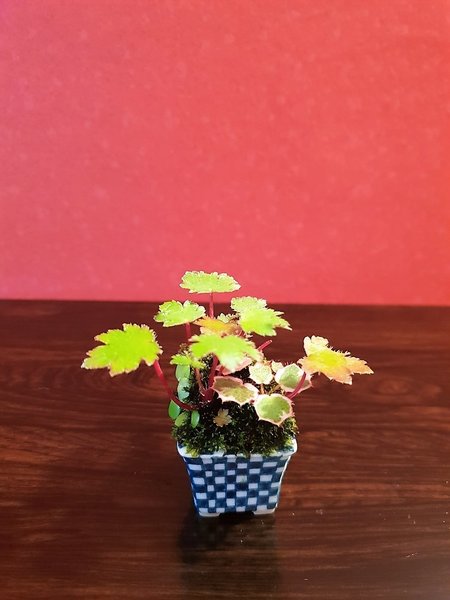 Saxifraga, Saxifraga Tricolor, Pyrrosia - H=2,5cm