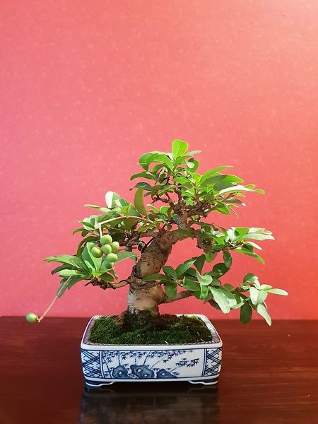 Japanischer Liguster Höhe 14 cm, Schale Bizan