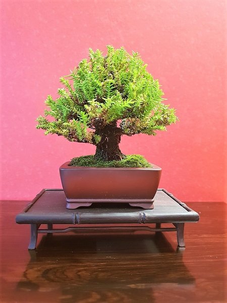 Japanische Sicheltanne Höhe 11 cm Schale Bigei