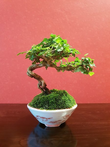 Premna Höhe 10 cm, Seiwafu