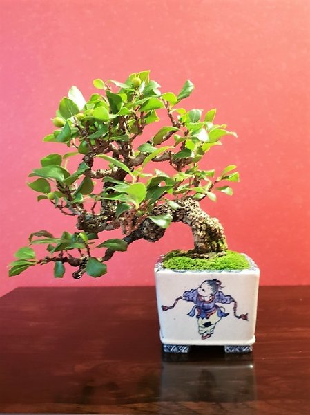 Celastrus Höhe 14 cm, Schale Yuki Shoseki