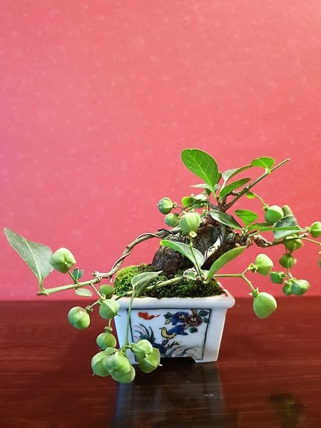 Pfaffenhut Höhe 7 cm, Schale unbekannt