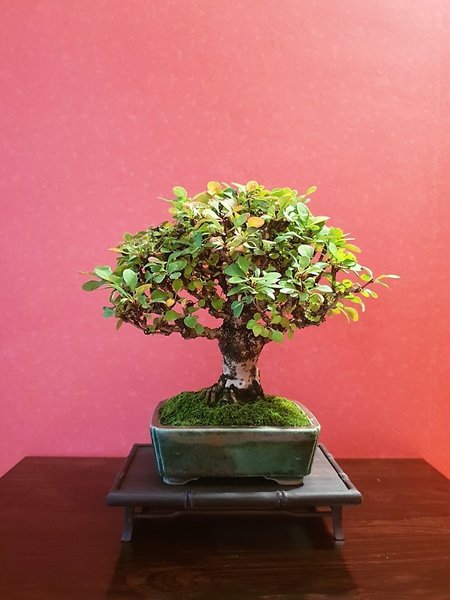 Berberitze Höhe 15 cm, Schale Isso