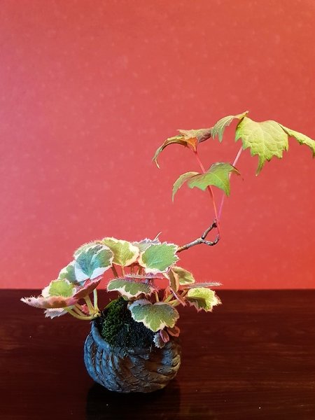 Wilderwein und Saxifraga Tricolor, Schale Masashi