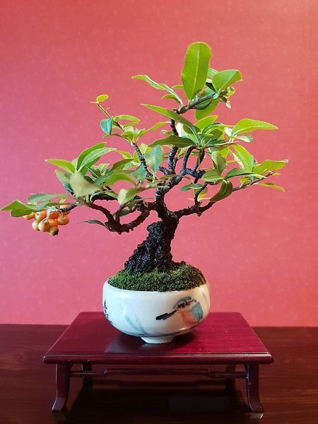 Feuerdorn Höhe 12 cm Schale Nakamura Zeko