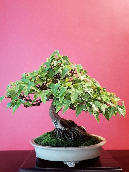 Dreispitzahorn a. Fels Höhe 17 cm Schale?