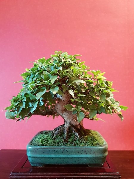 Premna Höhe 14 cm Schale?