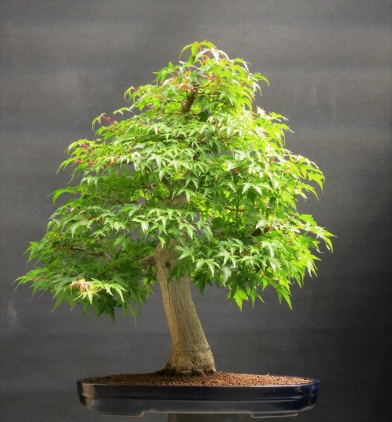 _Palmatum 26.8.2018.JPG