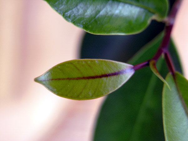 FicusBlatt1.jpg